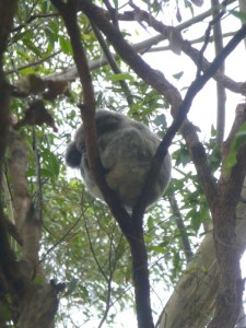 Bed rest at the Koala Hospital