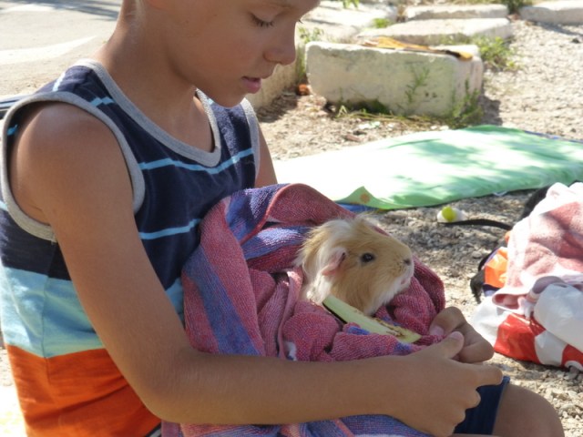 Yes it is a guinea pig at the beach!
