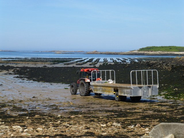 Oyster farming