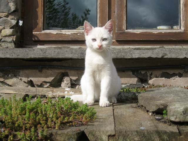Campsite cat - one of many